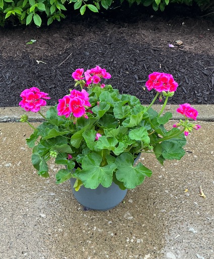 Hot Pink Geranium Patio pot
