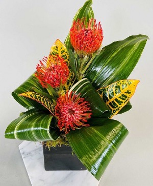 Hot Tropics  Black Container
