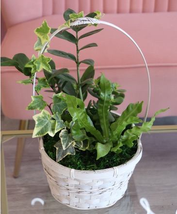 House Plant Variety Mix (Non-Flowering)  Planter Basket  in Trenton, ON | Designs by Alexis Rose