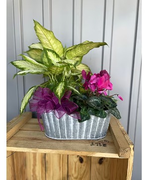 Houseplant Combo Container 