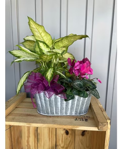 Houseplant Combo Container 