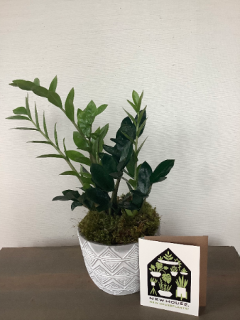mini monstera rhaphidophora tetrasperma 4