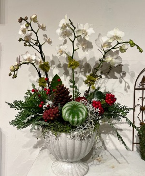Housewarming Orchid Arrangement live plants in the elegant pot