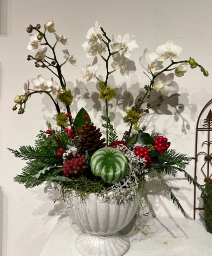 Housewarming Orchid Arrangement live plants in the elegant pot