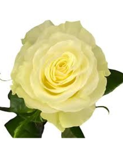 White Roses (green tone) 