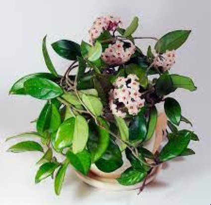 Special Price Hoya Carnosa Plant