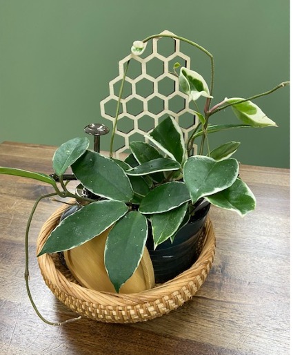 Hoya Love Gift Basket