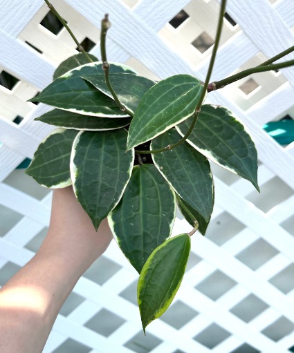 Hoya Macrophylla Variegata 