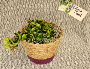 Hoya Plant 