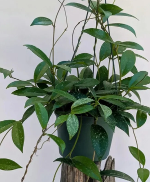Hoya pubicalyx splash plant