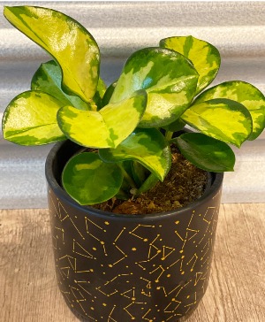Hoya Tri-color B Nest Plants