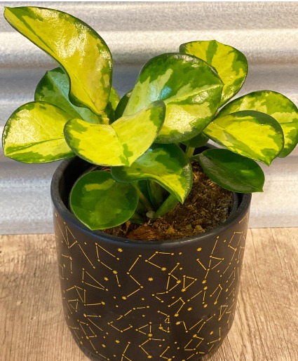 Hoya Tri-color B Nest Plants
