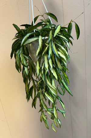 Hoya Wayetti Tricolor  