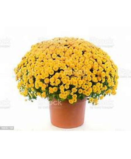 Huge Fall Mums! 