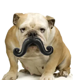 Humunga Chomp - Stache 