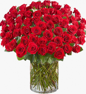 Hundred Classic Red Roses  Classic Red Roses 