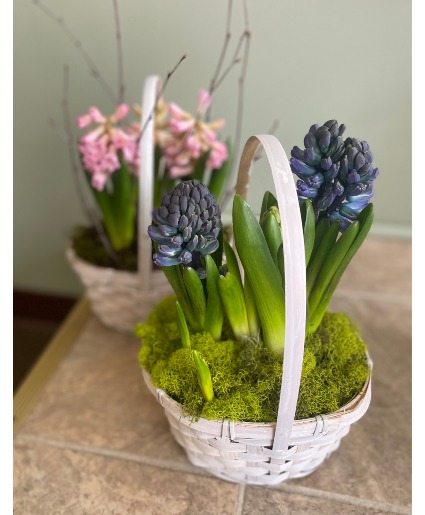 Hyacinth Basket  Bulb Plant 