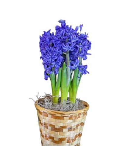 Hyacinth Bulb Garden 