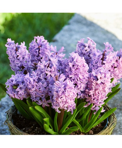 Hyacinth Bulb Garden 