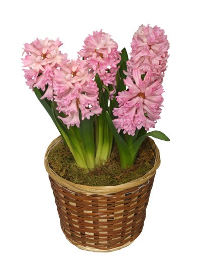 Hyacinth Bulb Plant *Colors may vary*