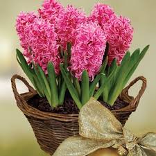 Hyacinth Garden Plant