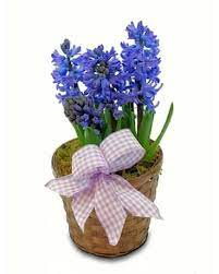 Hyacinth Plant 