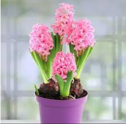 Hyacinth Plant