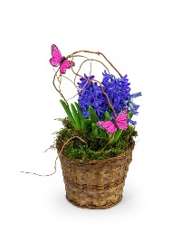 Hyacinth Plant in Basket Flower Arrangement