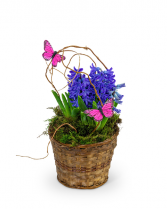 Hyacinth Plant in Basket Plant