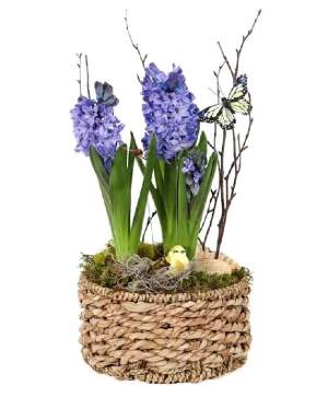 Hyacinths in a Basket  