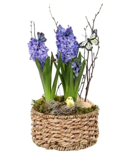 Hyacinths in a Basket  