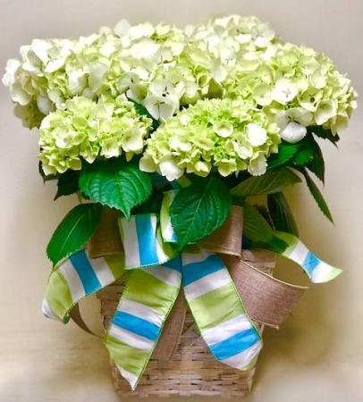 Hydrangea Plant Blooming