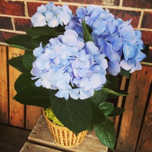 Hydrangea 