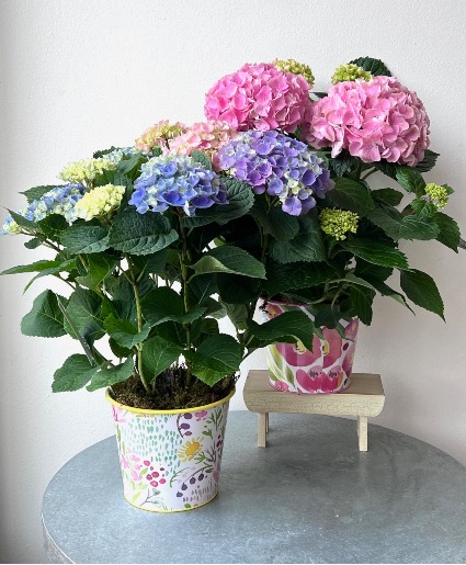 Hydrangea 