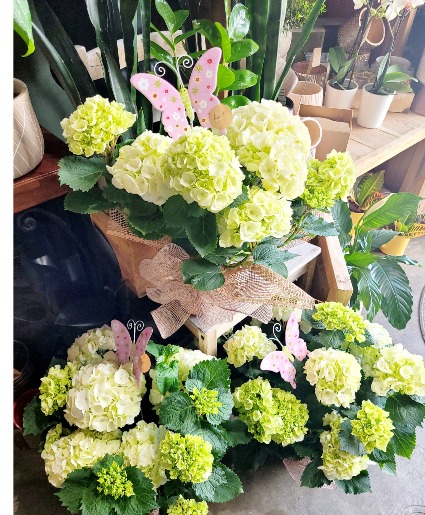 Hydrangea Plant 