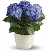 Hydrangea ( Color May Vary)