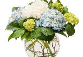 Hydrangea Bubble Just Because