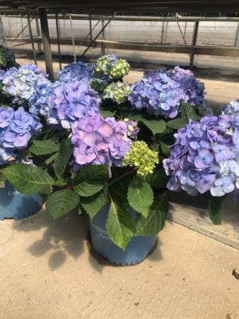 Hydrangea Bush Blooming Plant