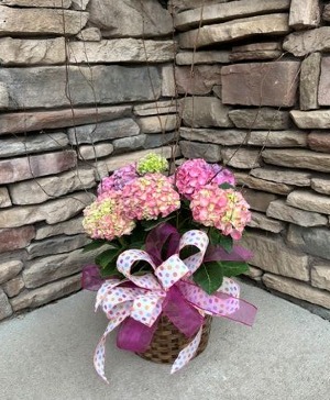 Hydrangea Haven Plant