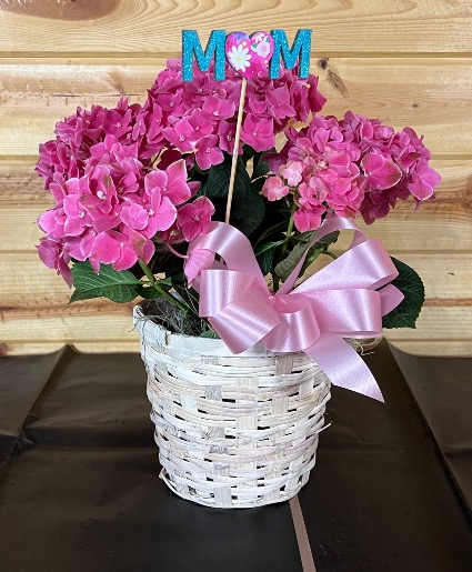 Hydrangea Hydrangea