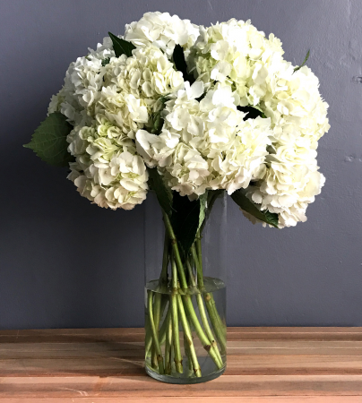 Hydrangea Obsession  