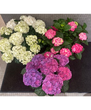 Hydrangea Planter Plant 