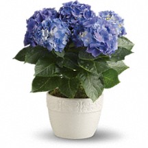 Blooming Hydrangea Flowering Plant
