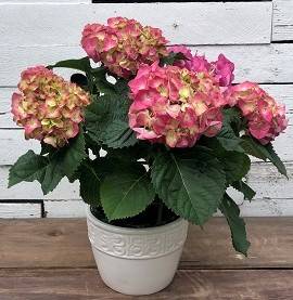 Hydrangea Plant 