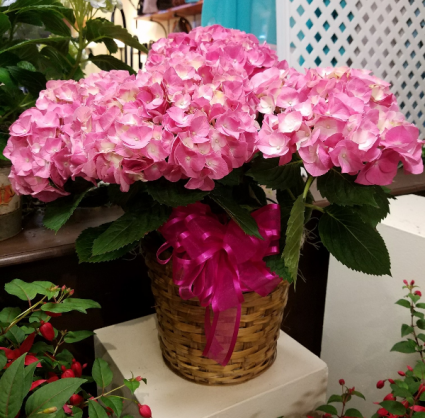 Hydrangea in a pot (NOT A BASKET) (COLORS WILL VARY)