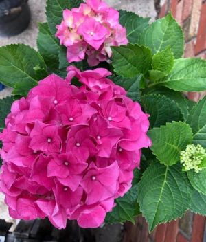 Hydrangea Plant in Basket