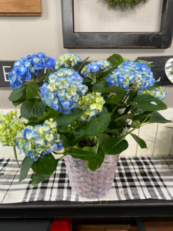 Hydrangea Plant