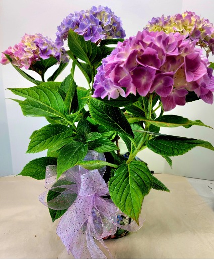 Premium Hydrangea Plant 