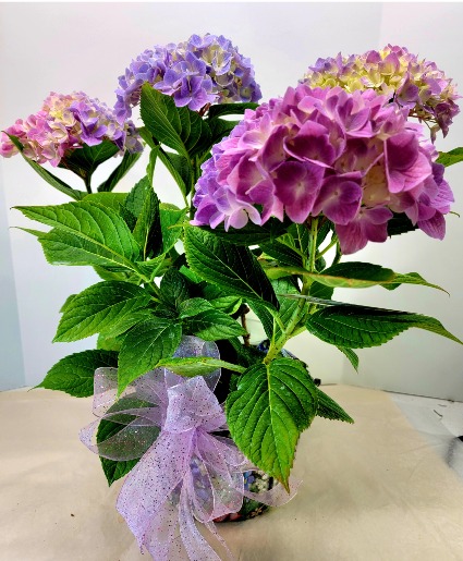 Hydrangea Plant 