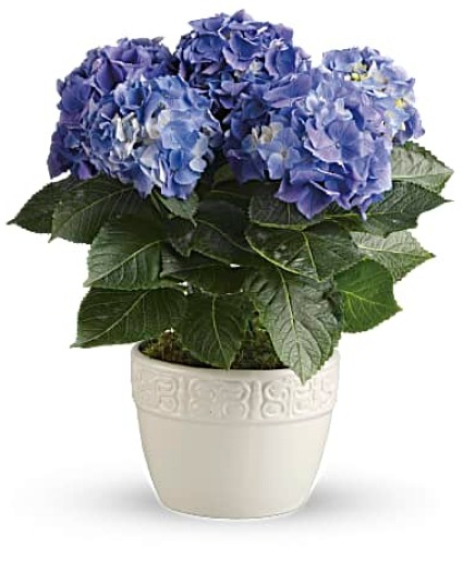 Hydrangea Plant 